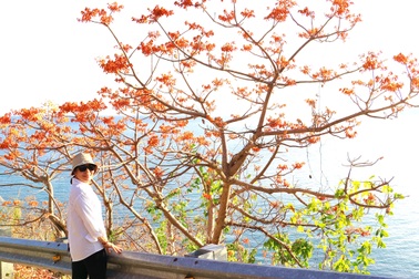 Rực rỡ mùa hoa ngô đồng ở đảo Cù Lao Chàm