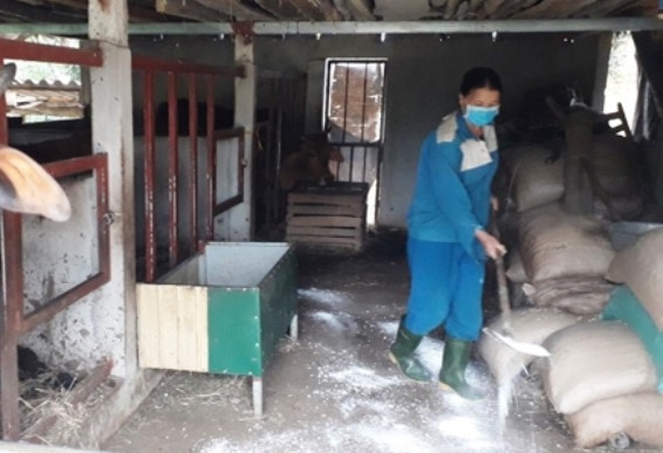 Bệnh lạ ở trâu, bò đang lan rộng khắp Hà Tĩnh - 2 Bệnh lạ ở trâu, bò đang lan rộng khắp Hà Tĩnh - 2