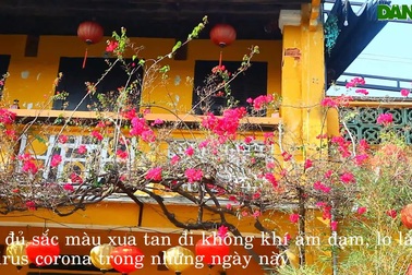 Hoa giấy rực rỡ ở Hội An giữa mùa dịch Covid-19