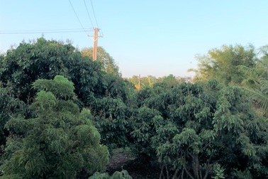 Vụ doanh nghiệp trồng trụ, kéo điện: Điện lực Sóc Trăng vào cuộc