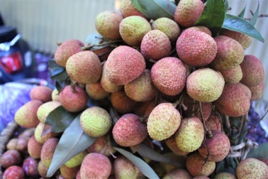 Thương lái Trung Quốc không thu mua, vải sớm được mùa, giá bằng nửa năm ngoái