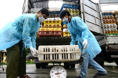 Ô tô mang biển giả vận chuyển gà nhập lậu