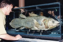 Thành trì bí mật của loài cá "hóa thạch sống"