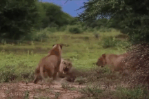 Sư tử đực bị bầy sư tử cái xua đuổi thậm tệ