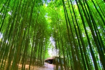 Khách thích thú check-in rừng trúc ở Yên Bái đẹp như phim cổ trang