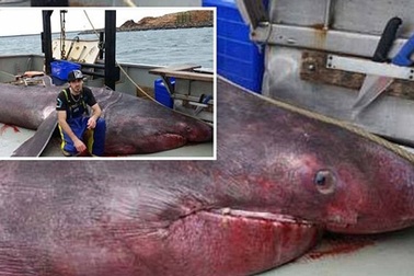 Ngư dân hốt hoảng khi bắt được "quái vật biển" dài tới 6,5m