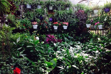 Vườn treo 10m2 tràn ngập hoa trên sân thượng tầng 4