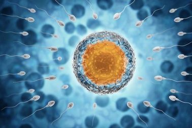 Xuất hiện tình trạng buôn bán tinh trùng, trứng, Bộ Y tế vào cuộc