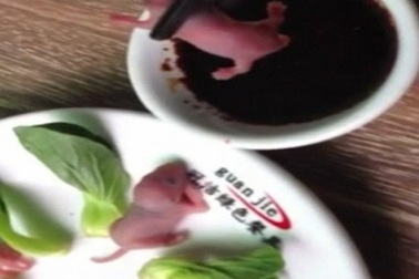 “Sốc nặng” với cảnh ăn chuột sống tại Trung Quốc