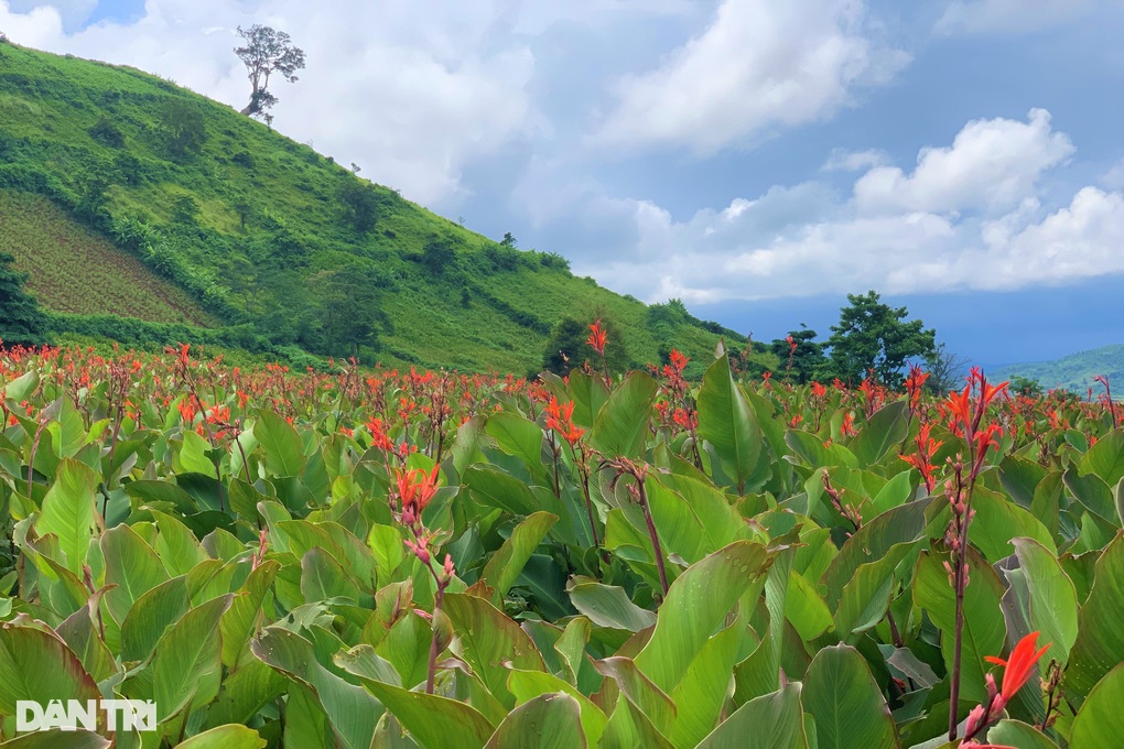 Mùa hoa dong riềng thắp đỏ núi lửa Chư Đang Ya - 1 Mùa hoa dong riềng thắp đỏ núi lửa Chư Đang Ya - 1