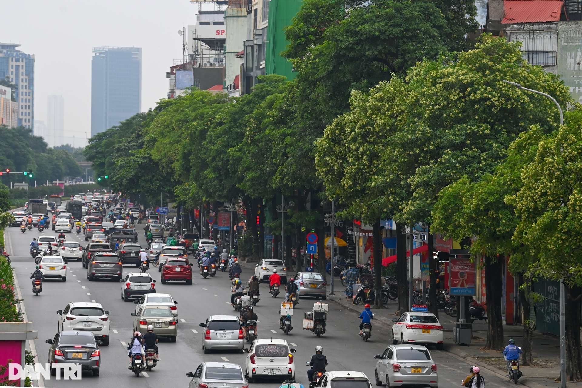 Người dân ám ảnh trước mùi hoa sữa đặc trưng của Hà Nội - 6 Người dân ám ảnh trước mùi hoa sữa đặc trưng của Hà Nội - 6