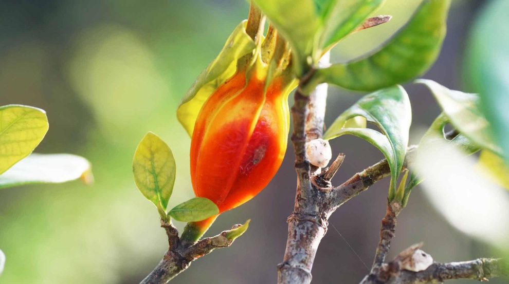 Ích Thận Vương - sản phẩm hiệu quả, an toàn cho người suy thận - 1 Ích Thận Vương - sản phẩm hiệu quả, an toàn cho người suy thận - 1