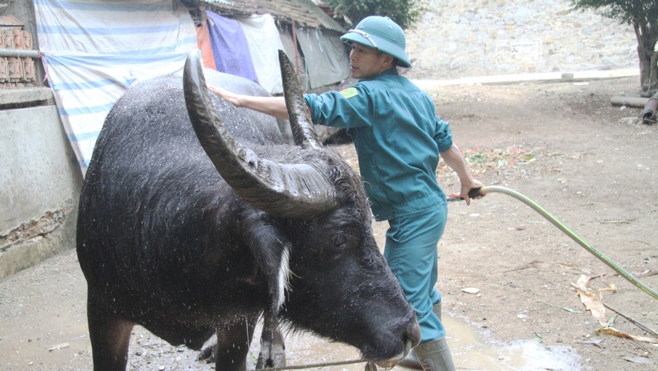 Đầu tư cả trăm triệu nuôi trâu chọi, ông chủ khóc ròng vì 2 năm hoãn lễ hội - 1 Đầu tư cả trăm triệu nuôi trâu chọi, ông chủ khóc ròng vì 2 năm hoãn lễ hội - 1