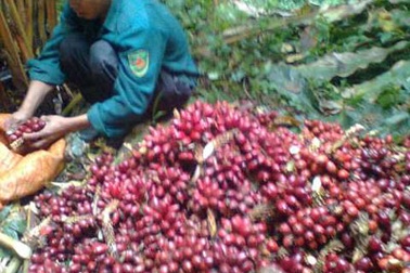 Thảo quả Việt Nam “ngóng” thương lái Trung Quốc