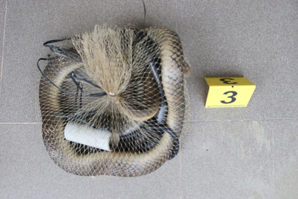 Bắt giữ người đàn ông chở 8 con rắn hổ mang chúa đi bán - 1 Bắt giữ người đàn ông chở 8 con rắn hổ mang chúa đi bán - 1