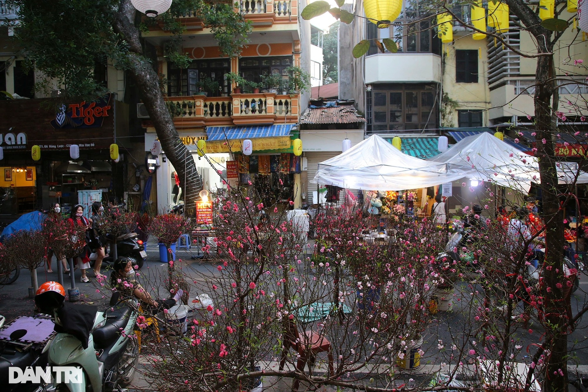 Chợ hoa Hàng Lược mang không khí Tết đặc trưng đất Hà Thành - 14 Chợ hoa Hàng Lược mang không khí Tết đặc trưng đất Hà Thành - 14