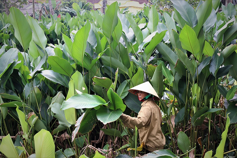 Hà Tĩnh: Thủ phủ lá dong Đức Thọ hối hả vào vụ Tết - 2 Hà Tĩnh: Thủ phủ lá dong Đức Thọ hối hả vào vụ Tết - 2
