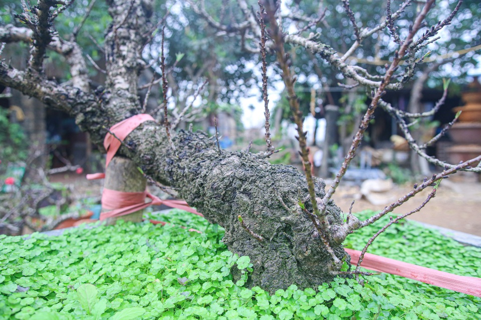 Đào tiến vua... nằm điều hòa chờ Tết - 10 Đào tiến vua... nằm điều hòa chờ Tết - 10