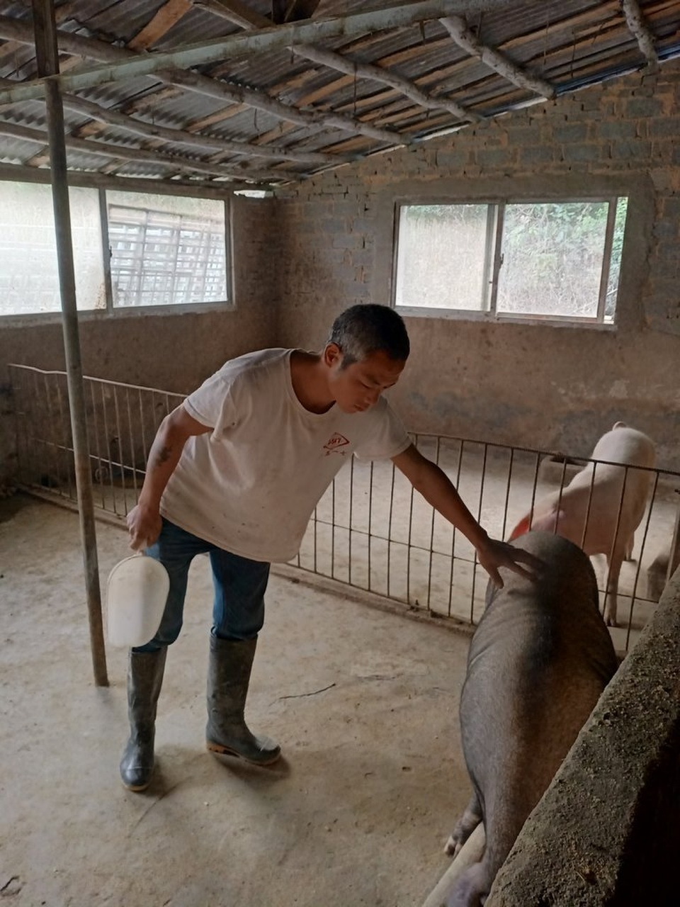 Trung Quốc lao đao vì “cơn bão” dịch tả lợn - 3 Trung Quốc lao đao vì “cơn bão” dịch tả lợn - 3