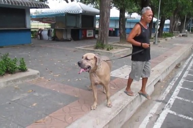 Mèo mẹ tung cước đánh chó để bảo vệ con