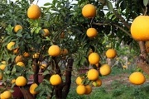 Gần Tết, chị gái công sở kiếm bội tiền nhờ buôn bưởi Diễn