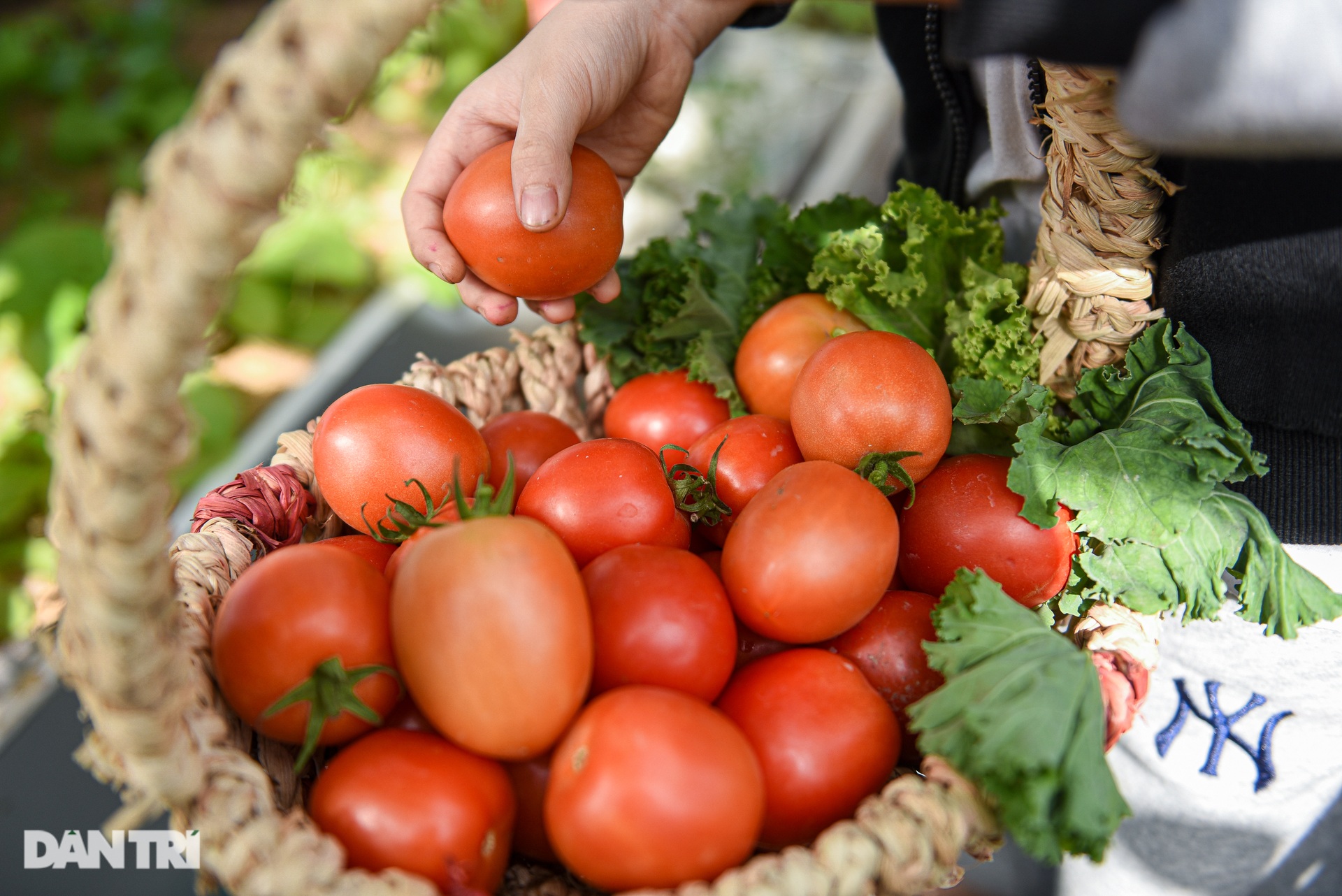 Vườn lười của gia đình ở Hà Nội: Gà đầy chuồng, cá, lươn bơi tung tăng - 13 Vườn lười của gia đình ở Hà Nội: Gà đầy chuồng, cá, lươn bơi tung tăng - 13