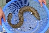 Hai gia đình 8 người tê bì lưỡi, đau nhức người sau khi ăn hải sản