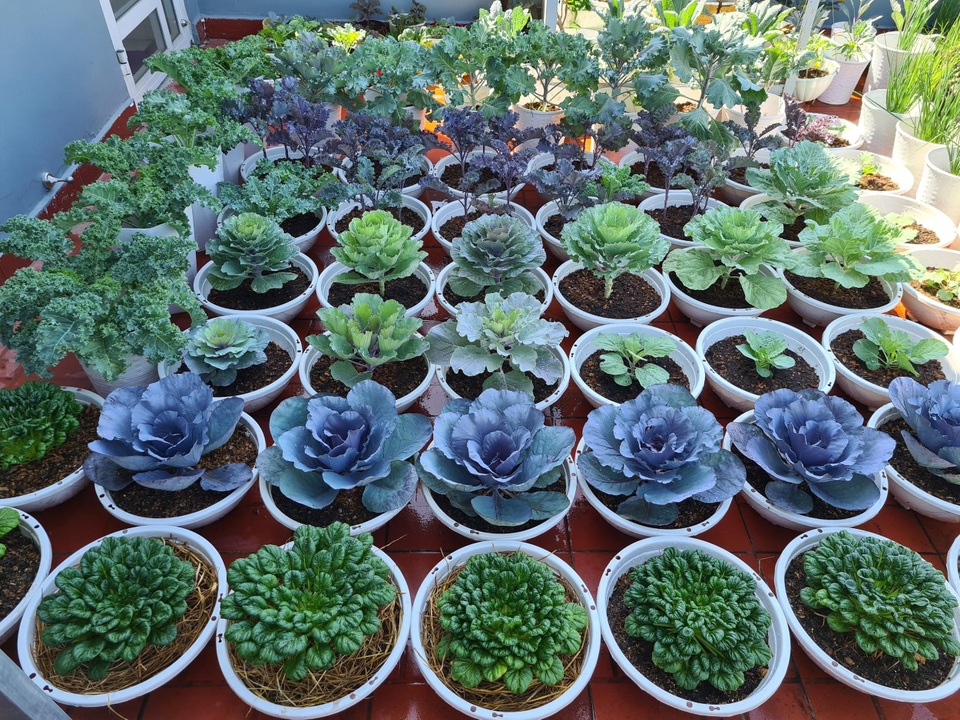 Trang trại rau 100m2 toàn giống lạ trên sân thượng của cô gái Bình Dương - 13 Trang trại rau 100m2 toàn giống lạ trên sân thượng của cô gái Bình Dương - 13