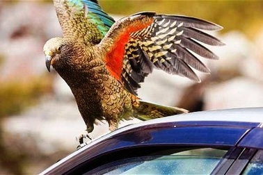 Vẹt trộm 1.100 USD của khách du lịch