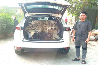 Khởi tố người chở bộ da báo hoa mai đi bán giá 310 triệu đồng