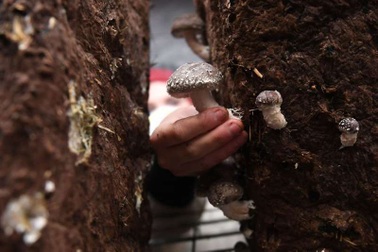 Ăn nấm tốt cho não bộ như thế nào?