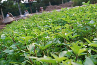 Hà Nội lên kế hoạch bảo tồn húng Láng