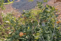 Lao động Việt ở Nhật sốc vì vừa xin cam hôm sau hàng xóm chặt cây