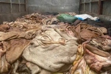 Bắt giữ gần 5 tấn da trâu, bò không rõ nguồn gốc