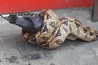 Trăn “xơi tái” chim bồ câu ngay trên đường phố đông người