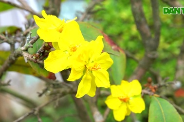 Làng mai lớn nhất Vĩnh Long trầm lắng dù Tết đã cận kề