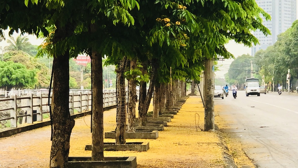 Mùa hoa Giáng Hương rực rỡ thành Vinh - 28 Mùa hoa Giáng Hương rực rỡ thành Vinh - 28