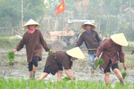 Du khách và người dân cùng xuống đồng cấy lúa ở Hội An