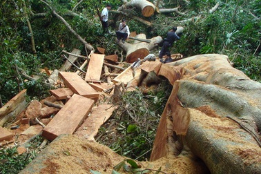 Bắt “tại trận” nhóm lâm tặc khai thác gỗ lậu