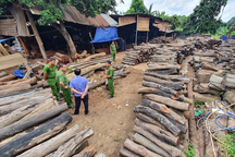 Phát hiện bãi tập kết gỗ quý trái phép