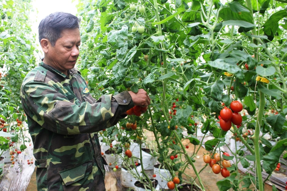 Thu nhập bất ngờ từ giống cà chua có thân dài hàng chục mét - 6 Thu nhập bất ngờ từ giống cà chua có thân dài hàng chục mét - 6