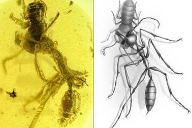 Phát hiện hổ phách chứa xác "kiến địa ngục" thời tiền sử cực hiếm