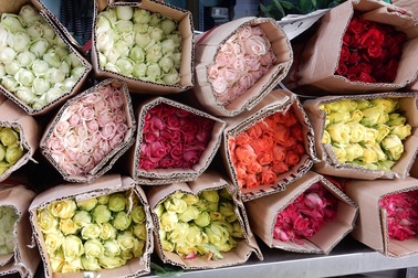 Nhộn nhịp thị trường hoa tươi ngày 20/11