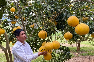 Trồng 250 gốc bưởi Diễn vẫn không đủ hàng để bán, dịp Tết thu lãi trên 100 triệu đồng