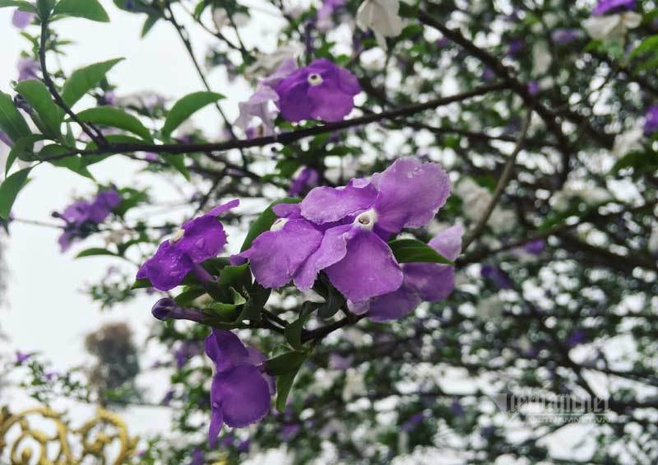Cây nhài cổ thụ hoa biến đổi màu, đại gia xếp hàng rước về chơi Tết - 2 Cây nhài cổ thụ hoa biến đổi màu, đại gia xếp hàng rước về chơi Tết - 2