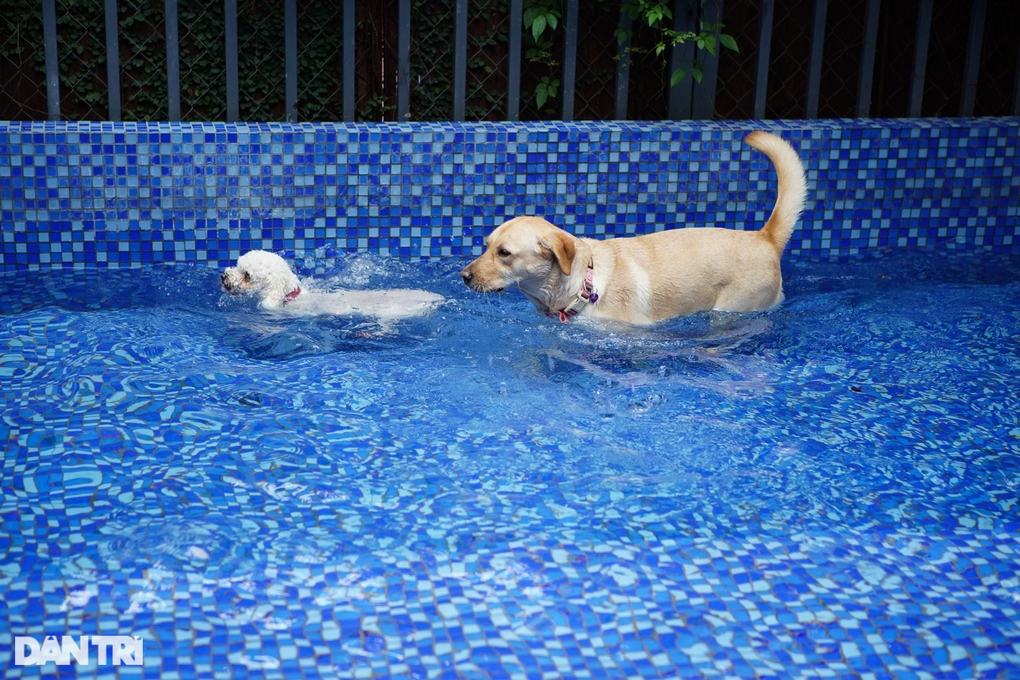 Lạ lùng dịch vụ gửi thú cưng đi... nhà trẻ sang chảnh ở Hà Nội - 6 Lạ lùng dịch vụ gửi thú cưng đi... nhà trẻ sang chảnh ở Hà Nội - 6