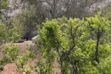 Khoảnh khắc đôi sư tử hợp lực hạ gục trâu rừng