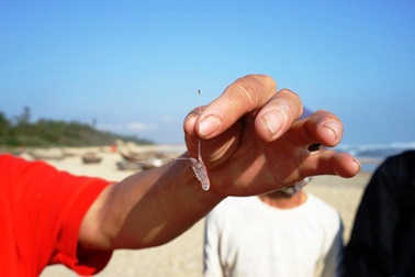 Ngư dân săn tôm hùm giống kiếm hàng trăm triệu