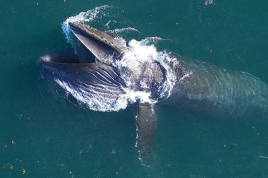 Cá voi lưng gù tiêu thụ hơn 18.000 tấn thức ăn mỗi ngày