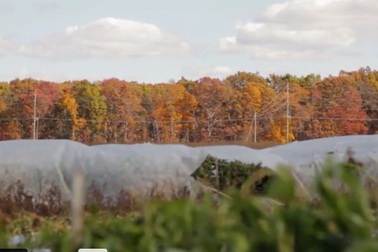 Bí mật cách dưỡng đất 3 năm để trồng ớt đắt đỏ của nông dân